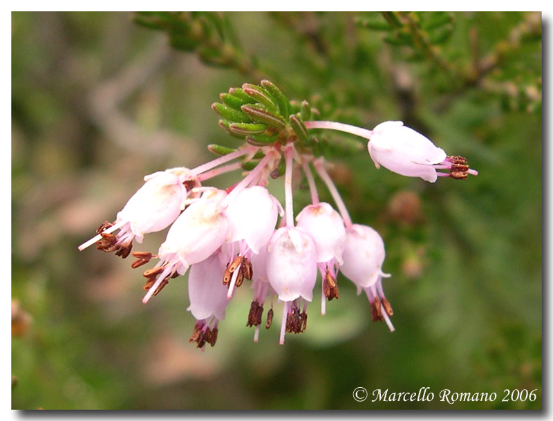 Gariga di Erica multiflora sui monti di Palermo